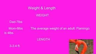 Weight & Length
WEIGHT
Dad-7lbs
Mom-6lbs The average weight of an adult: Flamingo
is 4lbs.
LENGTH
3-3.4 ft.
 