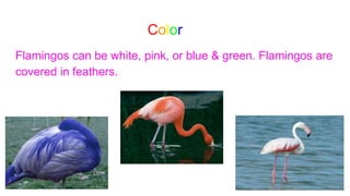 Color
Flamingos can be white, pink, or blue & green. Flamingos are
covered in feathers.
 