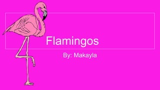 Flamingos
By: Makayla
 