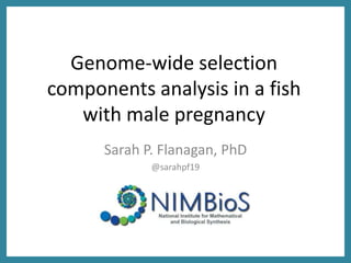 Genome-wide selection
components analysis in a fish
with male pregnancy
Sarah P. Flanagan, PhD
@sarahpf19
 