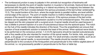 • The lumbosacral junction is easy to palpate in thin animals but recognition of landmarks will
benecessary to identify the point of needle insertion in muscled or fat animals. Epidural block can be
performed with the goat or sheep standing or in lateral recumbency. An imaginary line between the
cranial borders of the ilium crosses between the spinous processes of the last lumbar vertebrae(Fig.
13.3). The caudal borders of the ilium, where the angle bends to parallel midline, are level withthe
cranial edge of the sacrum. The point of needle insertion is midline halfway between the spinousm
process of the seventh lumbar vertebra and the sacrum. If the spinous process of the last lumba
vertebra can be palpated, the next depression caudal to it is the lumbosacral space. This area must
be clipped and the skin prepared with a surgical scrub. A spinal needle should be used because it
has a stilette to prevent injection of a core of subcutaneous tissue into the epidural space. The notch
on the hub of the needle indicates the direction of the bevel. Thus the anaesthetist can ensure that
injection of local anaesthetic solution is towards the head of the animal. When epidural nerve block is
to be performed on the conscious animal, 1–3 ml 2% lignocaine should be injected subcutaneously
with a fine needle at the site intended for insertion of the spinal needle. For lambs, kids, and pygmy
goats, a 22 gauge 3.7 cm spinal needle can be used. For adult animals a sturdier needle, such as an
18 gauge 6.25cm spinal needle, is recommended. The needle should be inserted midline
perpendicular to the curvature of the hindquarters and perpendicular to the midline sagittal plane of
the animal, i.e. not gnecessarily parallel or perpendicular to the floor or table top
 