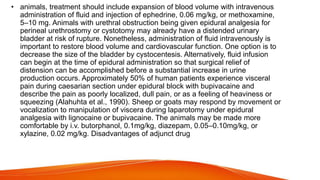 • animals, treatment should include expansion of blood volume with intravenous
administration of fluid and injection of ephedrine, 0.06 mg/kg, or methoxamine,
5–10 mg. Animals with urethral obstruction being given epidural analgesia for
perineal urethrostomy or cystotomy may already have a distended urinary
bladder at risk of rupture. Nonetheless, administration of fluid intravenously is
important to restore blood volume and cardiovascular function. One option is to
decrease the size of the bladder by cystocentesis. Alternatively, fluid infusion
can begin at the time of epidural administration so that surgical relief of
distension can be accomplished before a substantial increase in urine
production occurs. Approximately 50% of human patients experience visceral
pain during caesarian section under epidural block with bupivacaine and
describe the pain as poorly localized, dull pain, or as a feeling of heaviness or
squeezing (Alahuhta et al., 1990). Sheep or goats may respond by movement or
vocalization to manipulation of viscera during laparotomy under epidural
analgesia with lignocaine or bupivacaine. The animals may be made more
comfortable by i.v. butorphanol, 0.1mg/kg, diazepam, 0.05–0.10mg/kg, or
xylazine, 0.02 mg/kg. Disadvantages of adjunct drug
 