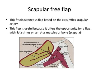 Scapular free flap
• This fasciocutaneous flap based on the circumflex scapular
artery
• This flap is useful because it offers the opportunity for a flap
with latissimus or serratus muscles or bone (scapula)
 