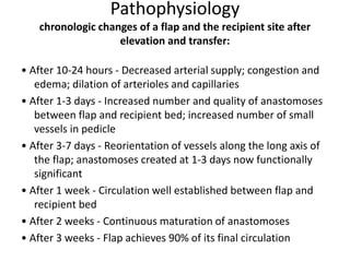 Pathophysiology
chronologic changes of a flap and the recipient site after
elevation and transfer:
• After 10-24 hours - Decreased arterial supply; congestion and
edema; dilation of arterioles and capillaries
• After 1-3 days - Increased number and quality of anastomoses
between flap and recipient bed; increased number of small
vessels in pedicle
• After 3-7 days - Reorientation of vessels along the long axis of
the flap; anastomoses created at 1-3 days now functionally
significant
• After 1 week - Circulation well established between flap and
recipient bed
• After 2 weeks - Continuous maturation of anastomoses
• After 3 weeks - Flap achieves 90% of its final circulation
 