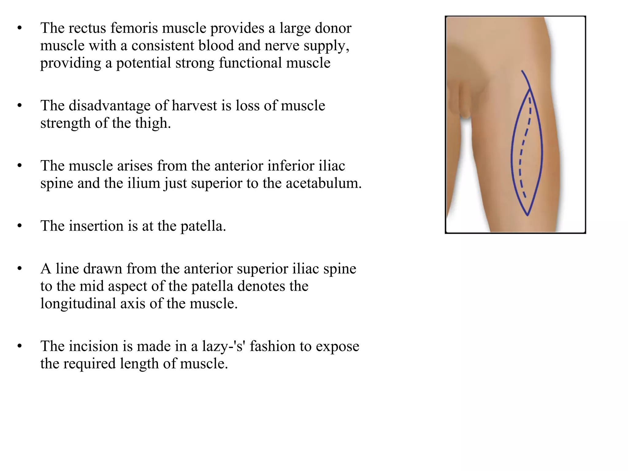 • The rectus femoris muscle provides a large donor
muscle with a consistent blood and nerve supply,
providing a potential strong functional muscle
• The disadvantage of harvest is loss of muscle
strength of the thigh.
• The muscle arises from the anterior inferior iliac
spine and the ilium just superior to the acetabulum.
• The insertion is at the patella.
• A line drawn from the anterior superior iliac spine
to the mid aspect of the patella denotes the
longitudinal axis of the muscle.
• The incision is made in a lazy-'s' fashion to expose
the required length of muscle.
 