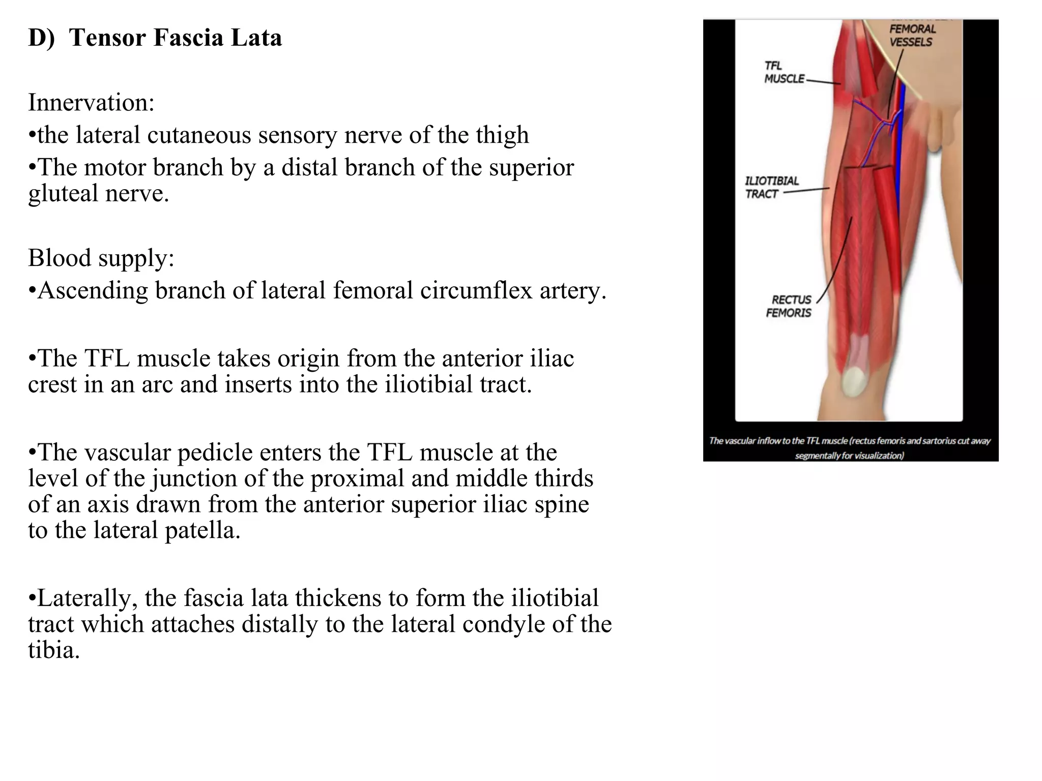 D) Tensor Fascia Lata
Innervation:
•the lateral cutaneous sensory nerve of the thigh
•The motor branch by a distal branch of the superior
gluteal nerve.
Blood supply:
•Ascending branch of lateral femoral circumflex artery.
•The TFL muscle takes origin from the anterior iliac
crest in an arc and inserts into the iliotibial tract.
•The vascular pedicle enters the TFL muscle at the
level of the junction of the proximal and middle thirds
of an axis drawn from the anterior superior iliac spine
to the lateral patella.
•Laterally, the fascia lata thickens to form the iliotibial
tract which attaches distally to the lateral condyle of the
tibia.
 