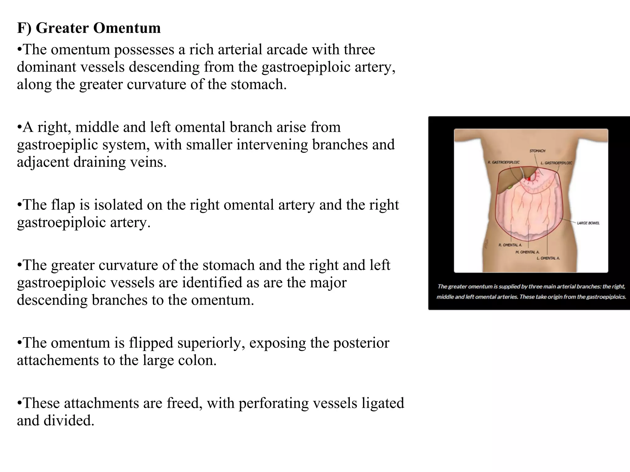 F) Greater Omentum
•The omentum possesses a rich arterial arcade with three
dominant vessels descending from the gastroepiploic artery,
along the greater curvature of the stomach.
•A right, middle and left omental branch arise from
gastroepiplic system, with smaller intervening branches and
adjacent draining veins.
•The flap is isolated on the right omental artery and the right
gastroepiploic artery.
•The greater curvature of the stomach and the right and left
gastroepiploic vessels are identified as are the major
descending branches to the omentum.
•The omentum is flipped superiorly, exposing the posterior
attachements to the large colon.
•These attachments are freed, with perforating vessels ligated
and divided.
 
