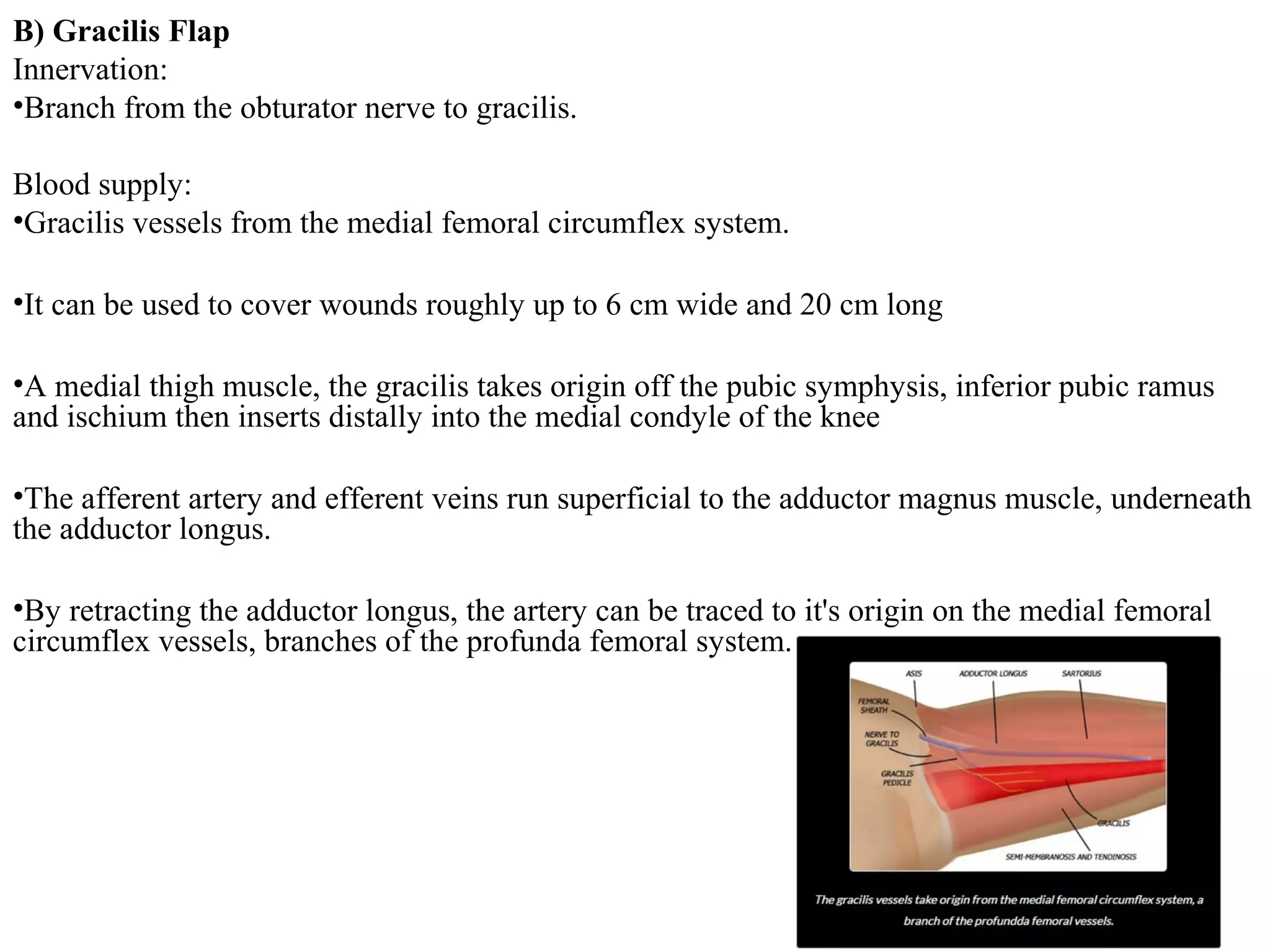 B) Gracilis Flap
Innervation:
•Branch from the obturator nerve to gracilis.
Blood supply:
•Gracilis vessels from the medial femoral circumflex system.
•It can be used to cover wounds roughly up to 6 cm wide and 20 cm long
•A medial thigh muscle, the gracilis takes origin off the pubic symphysis, inferior pubic ramus
and ischium then inserts distally into the medial condyle of the knee
•The afferent artery and efferent veins run superficial to the adductor magnus muscle, underneath
the adductor longus.
•By retracting the adductor longus, the artery can be traced to it's origin on the medial femoral
circumflex vessels, branches of the profunda femoral system.
 