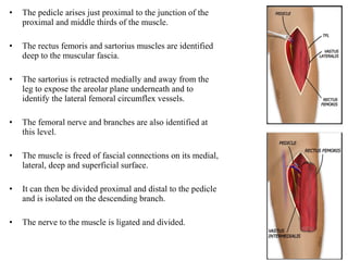 • The pedicle arises just proximal to the junction of the
proximal and middle thirds of the muscle.
• The rectus femoris and sartorius muscles are identified
deep to the muscular fascia.
• The sartorius is retracted medially and away from the
leg to expose the areolar plane underneath and to
identify the lateral femoral circumflex vessels.
• The femoral nerve and branches are also identified at
this level.
• The muscle is freed of fascial connections on its medial,
lateral, deep and superficial surface.
• It can then be divided proximal and distal to the pedicle
and is isolated on the descending branch.
• The nerve to the muscle is ligated and divided.
 