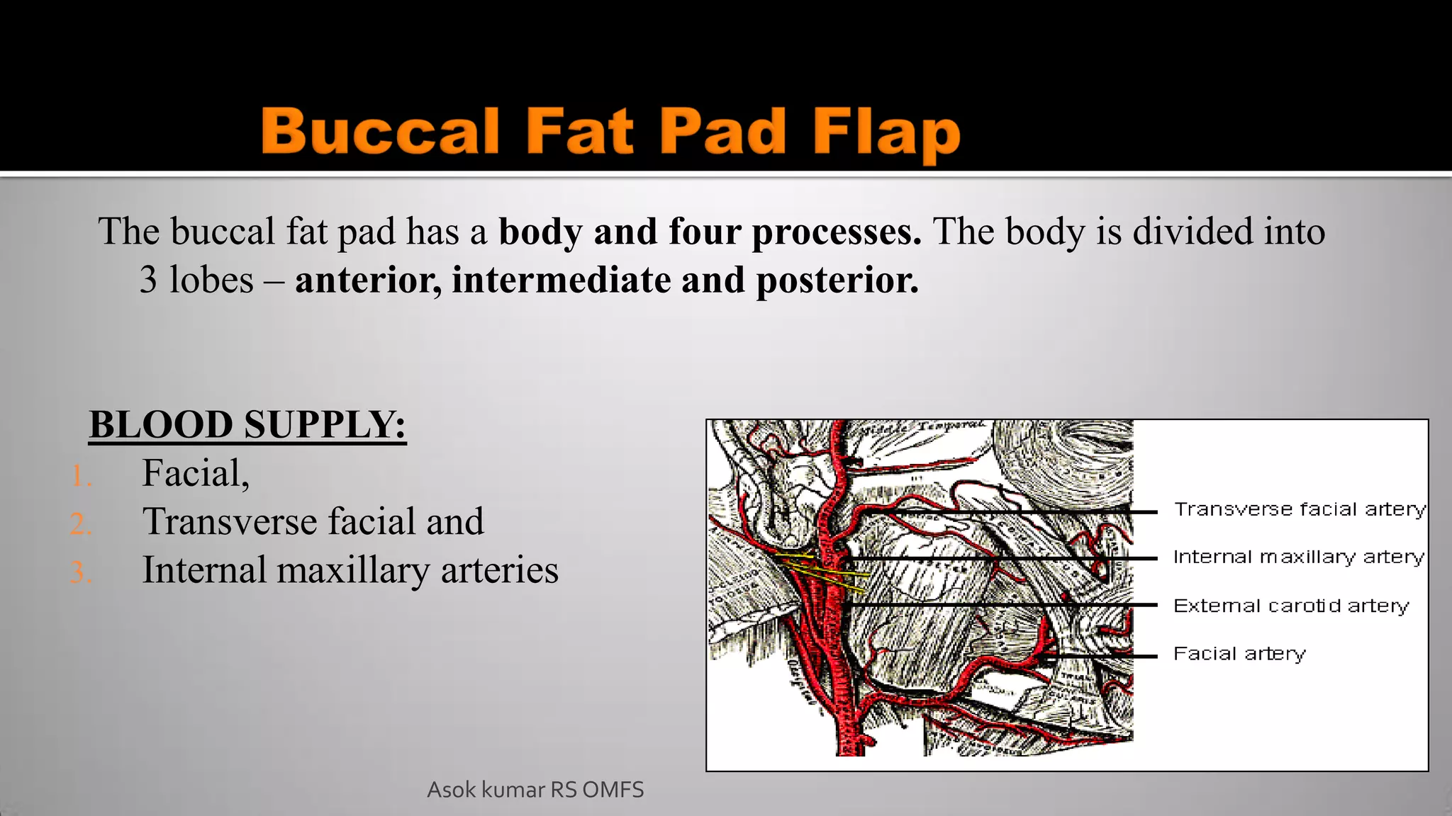 Asok kumar RS OMFS
The buccal fat pad has a body and four processes. The body is divided into
3 lobes – anterior, intermediate and posterior.
BLOOD SUPPLY:
1. Facial,
2. Transverse facial and
3. Internal maxillary arteries
 