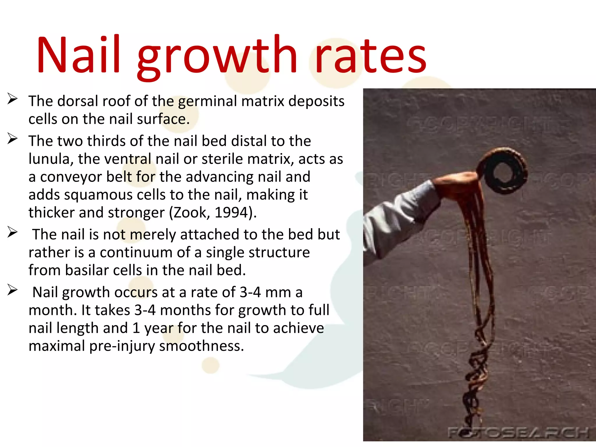 Nail growth rates
 The dorsal roof of the germinal matrix deposits
  cells on the nail surface.
 The two thirds of the nail bed distal to the
  lunula, the ventral nail or sterile matrix, acts as
  a conveyor belt for the advancing nail and
  adds squamous cells to the nail, making it
  thicker and stronger (Zook, 1994).
 The nail is not merely attached to the bed but
  rather is a continuum of a single structure
  from basilar cells in the nail bed.
 Nail growth occurs at a rate of 3-4 mm a
  month. It takes 3-4 months for growth to full
  nail length and 1 year for the nail to achieve
  maximal pre-injury smoothness.
 