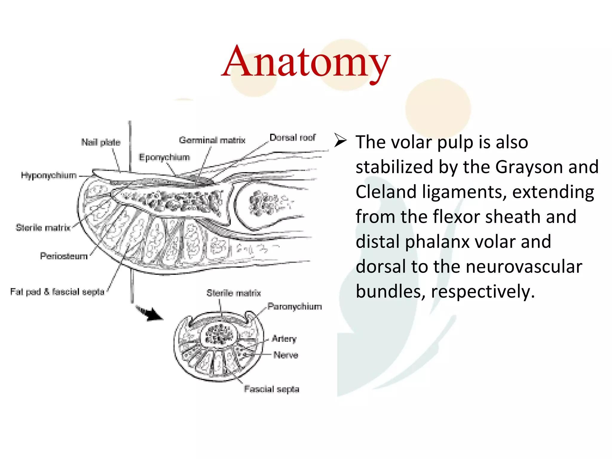 Anatomy
     The volar pulp is also
      stabilized by the Grayson and
      Cleland ligaments, extending
      from the flexor sheath and
      distal phalanx volar and
      dorsal to the neurovascular
      bundles, respectively.
 