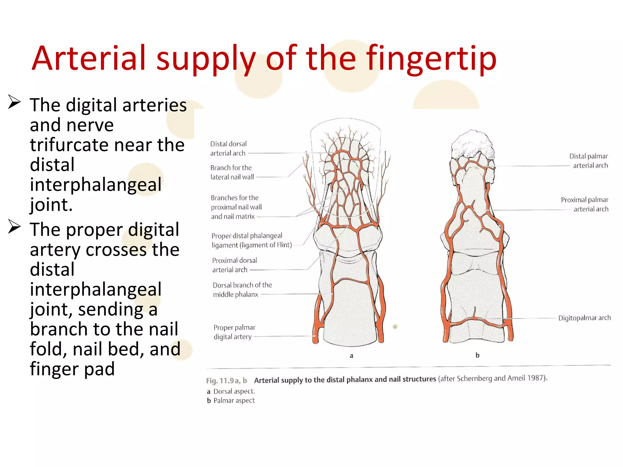Arterial supply of the fingertip
 The digital arteries
  and nerve
  trifurcate near the
  distal
  interphalangeal
  joint.
 The proper digital
  artery crosses the
  distal
  interphalangeal
  joint, sending a
  branch to the nail
  fold, nail bed, and
  finger pad
 