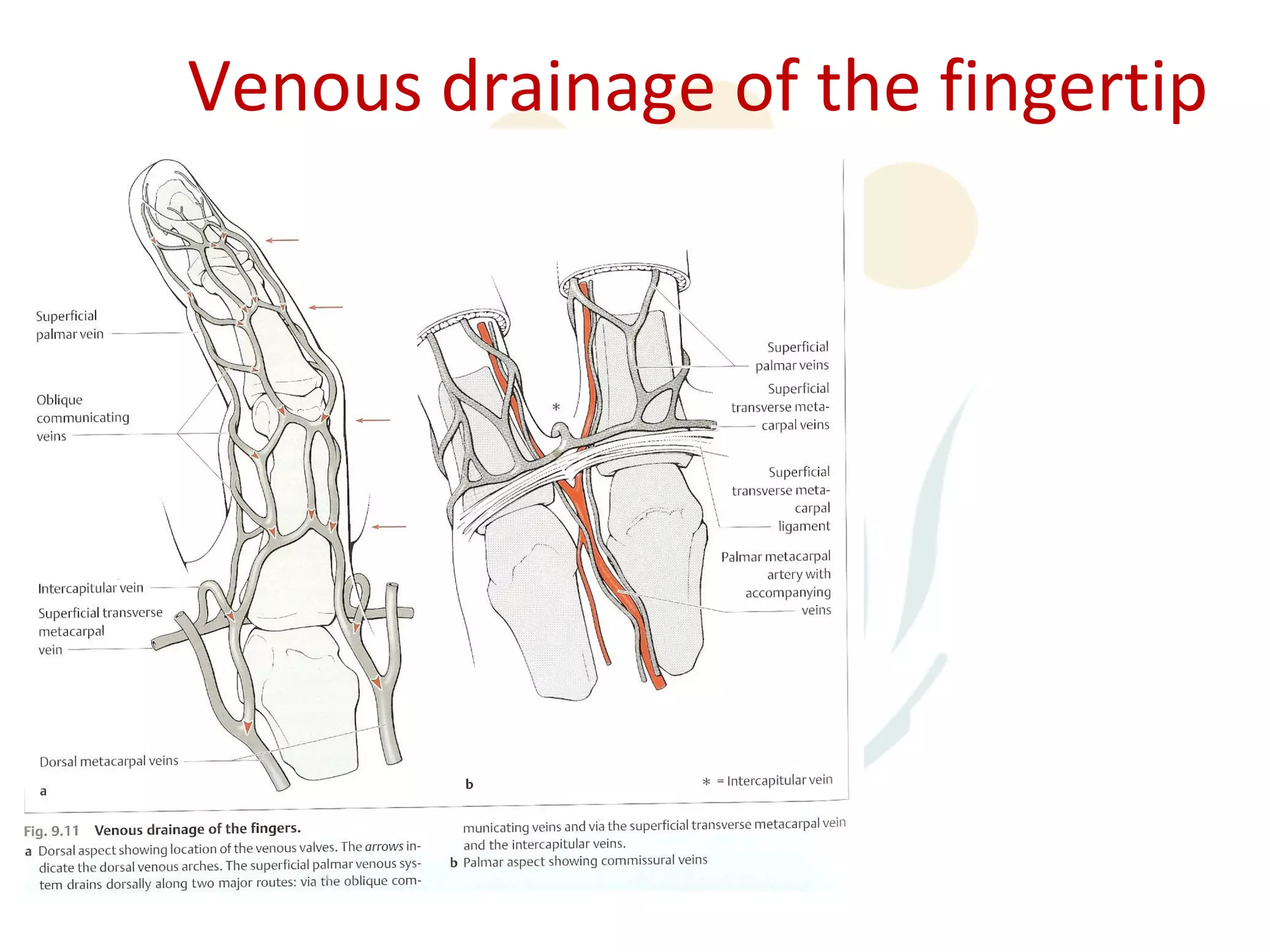 Venous drainage of the fingertip
 