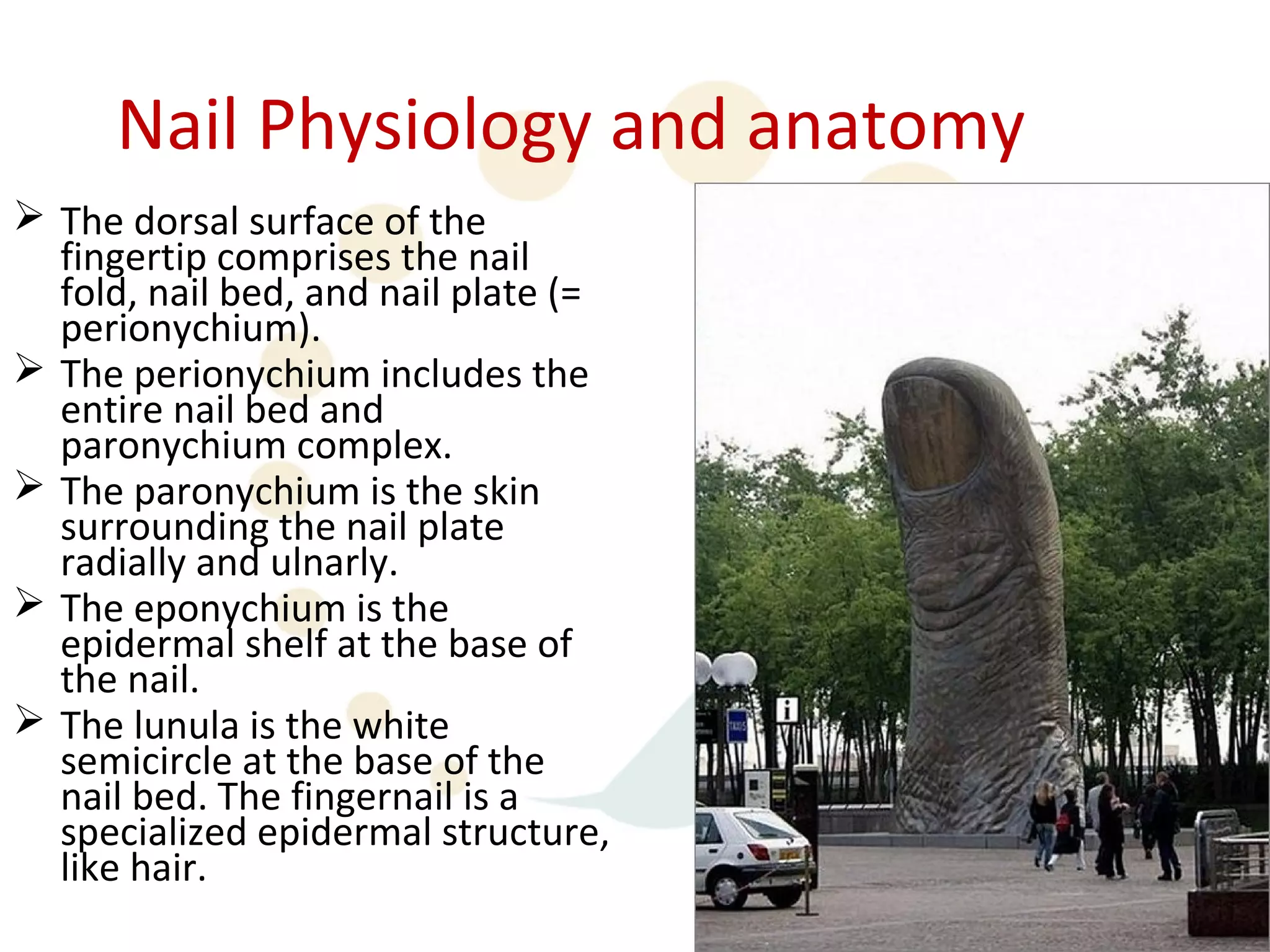 Nail Physiology and anatomy
 The dorsal surface of the
  fingertip comprises the nail
  fold, nail bed, and nail plate (=
  perionychium).
 The perionychium includes the
  entire nail bed and
  paronychium complex.
 The paronychium is the skin
  surrounding the nail plate
  radially and ulnarly.
 The eponychium is the
  epidermal shelf at the base of
  the nail.
 The lunula is the white
  semicircle at the base of the
  nail bed. The fingernail is a
  specialized epidermal structure,
  like hair.
 