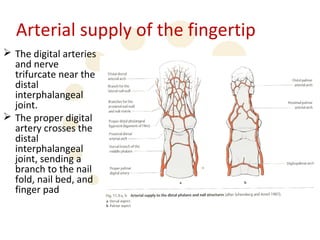 Arterial supply of the fingertip
 The digital arteries
  and nerve
  trifurcate near the
  distal
  interphalangeal
  joint.
 The proper digital
  artery crosses the
  distal
  interphalangeal
  joint, sending a
  branch to the nail
  fold, nail bed, and
  finger pad
 