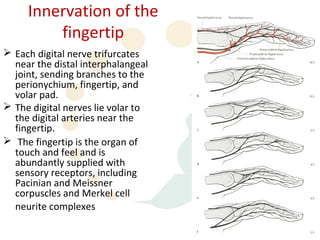Innervation of the
         fingertip
 Each digital nerve trifurcates
  near the distal interphalangeal
  joint, sending branches to the
  perionychium, fingertip, and
  volar pad.
 The digital nerves lie volar to
  the digital arteries near the
  fingertip.
 The fingertip is the organ of
  touch and feel and is
  abundantly supplied with
  sensory receptors, including
  Pacinian and Meissner
  corpuscles and Merkel cell
  neurite complexes.
 