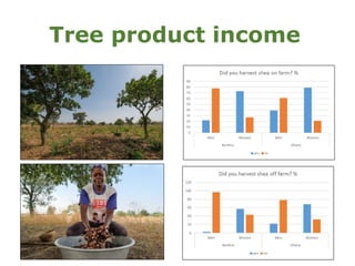 Customary tenure, gender and access to forests and trees in Ghana and Burkina Faso