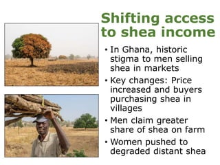 Customary tenure, gender and access to forests and trees in Ghana and Burkina Faso