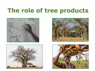Customary tenure, gender and access to forests and trees in Ghana and Burkina Faso