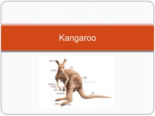 Kangaroo
 