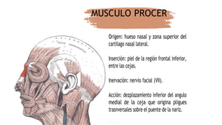 Musulo Procer flashcard-de-musculo-395432-downloadable-6831345.docx
