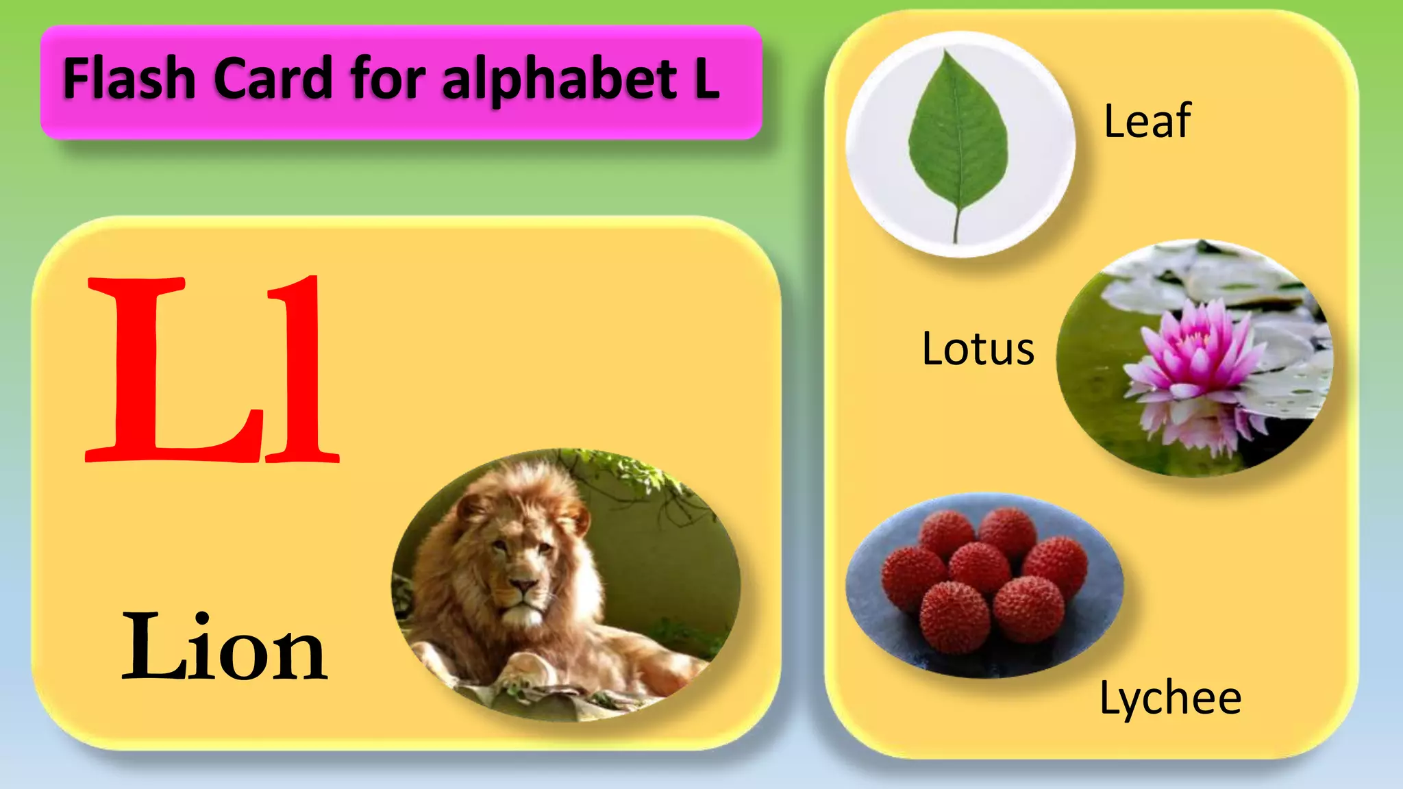 Ll
Lion
Leaf
Lotus
Lychee
Flash Card for alphabet L
 