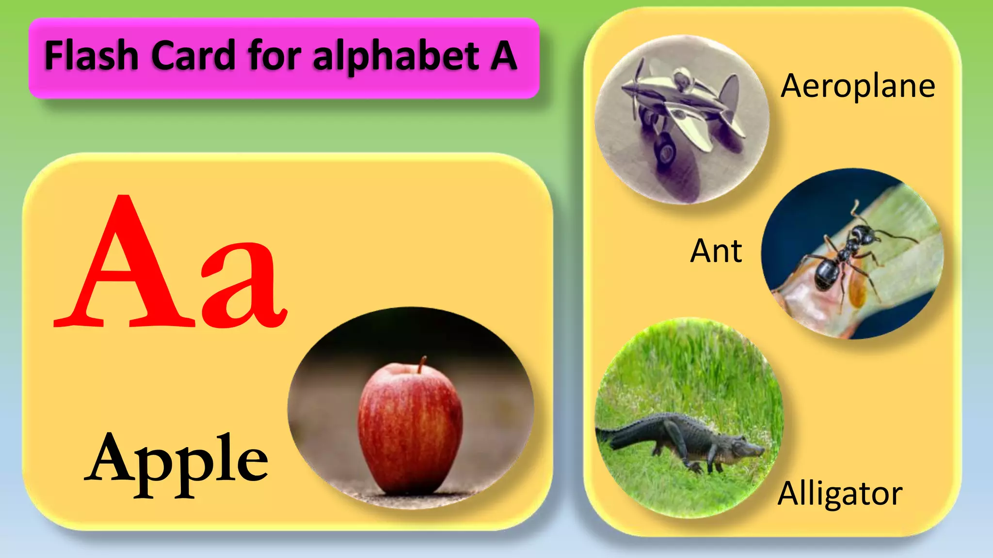 Aa
Apple
Aeroplane
Ant
Alligator
Flash Card for alphabet A
 