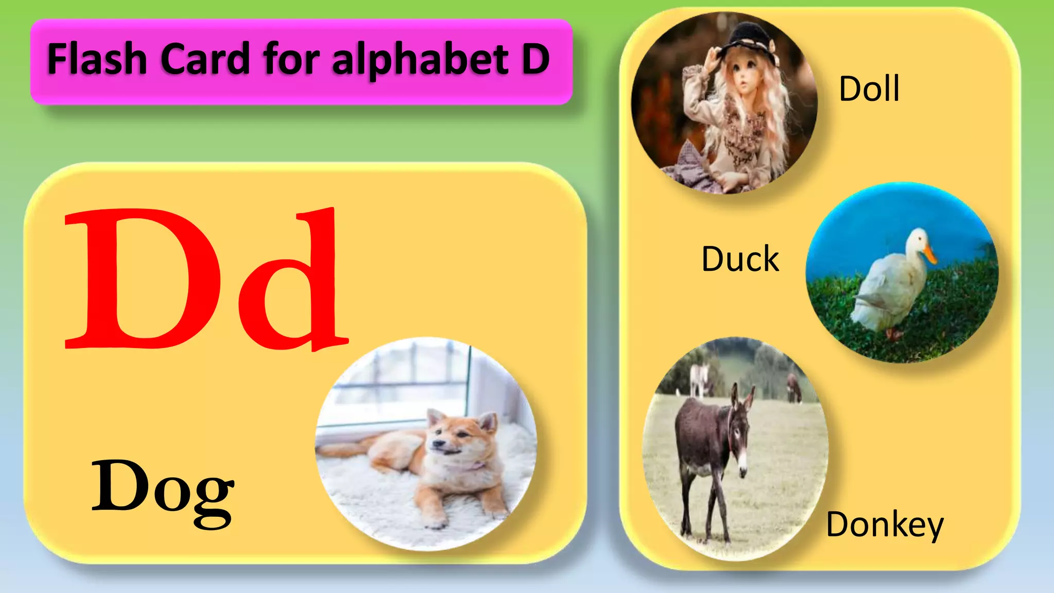 Dd
Dog
Doll
Duck
Donkey
Flash Card for alphabet D
 