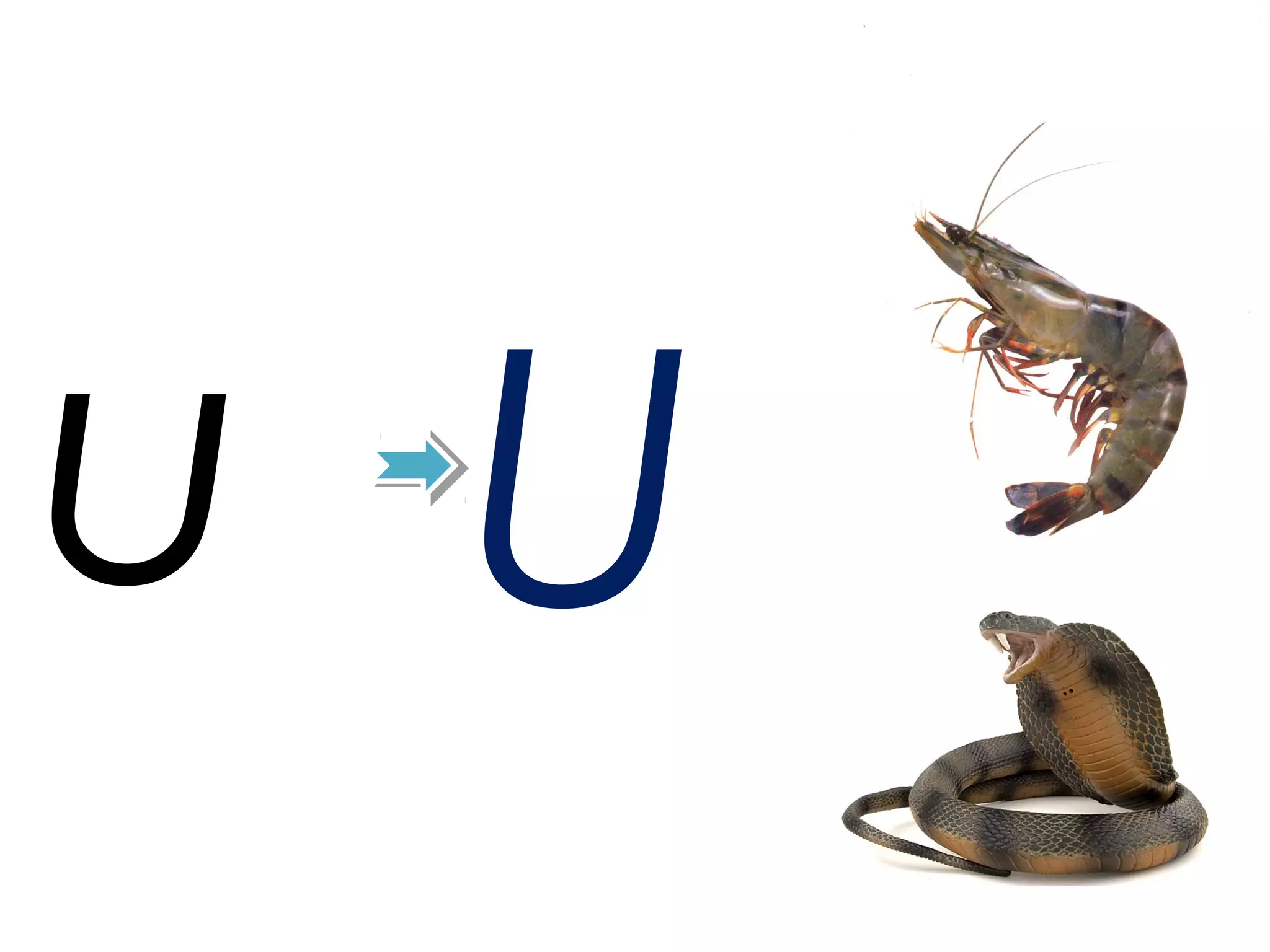 u U
 