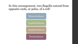In this arrangement, two flagella extend from
opposite ends, or poles, of a cell:
Monotrichous
Lophotrichous
Amphitrichous
Peritrichous
 
