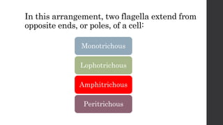 In this arrangement, two flagella extend from
opposite ends, or poles, of a cell:
Monotrichous
Lophotrichous
Amphitrichous
Peritrichous
 