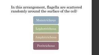 In this arrangement, flagella are scattered
randomly around the surface of the cell:
Monotrichous
Lophotrichous
Amphitrichous
Peritrichous
 