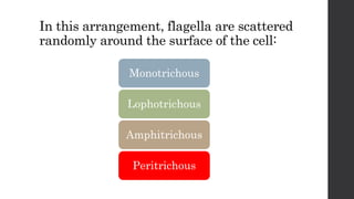 In this arrangement, flagella are scattered
randomly around the surface of the cell:
Monotrichous
Lophotrichous
Amphitrichous
Peritrichous
 