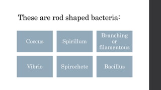 These are rod shaped bacteria:
Coccus Spirillum
Branching
or
filamentous
Vibrio Spirochete Bacillus
 