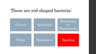 These are rod shaped bacteria:
Coccus Spirillum
Branching
or
filamentous
Vibrio Spirochete Bacillus
 