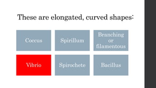 These are elongated, curved shapes:
Coccus Spirillum
Branching
or
filamentous
Vibrio Spirochete Bacillus
 