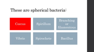 These are spherical bacteria:
Coccus Spirillum
Branching
or
filamentous
Vibrio Spirochete Bacillus
 