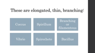 These are elongated, thin, branching:
Coccus Spirillum
Branching
or
filamentous
Vibrio Spirochete Bacillus
 