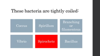 These bacteria are tightly coiled:
Coccus Spirillum
Branching
or
filamentous
Vibrio Spirochete Bacillus
 