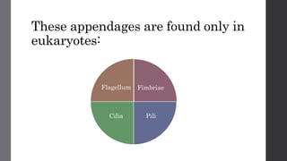 These appendages are found only in
eukaryotes:
Fimbriae
PiliCilia
Flagellum
 