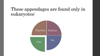 These appendages are found only in
eukaryotes:
Fimbriae
Pili
Cilia
Flagellum
 
