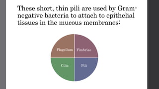 These short, thin pili are used by Gram-
negative bacteria to attach to epithelial
tissues in the mucous membranes:
Fimbriae
PiliCilia
Flagellum
 