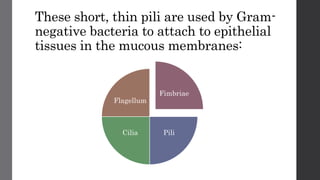 These short, thin pili are used by Gram-
negative bacteria to attach to epithelial
tissues in the mucous membranes:
Fimbriae
PiliCilia
Flagellum
 