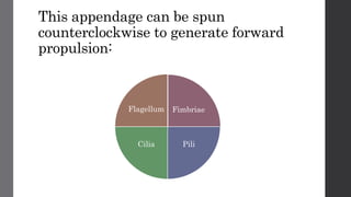 This appendage can be spun
counterclockwise to generate forward
propulsion:
Fimbriae
PiliCilia
Flagellum
 