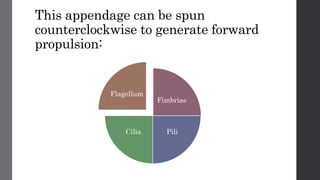 This appendage can be spun
counterclockwise to generate forward
propulsion:
Fimbriae
PiliCilia
Flagellum
 