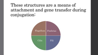 These structures are a means of
attachment and gene transfer during
conjugation:
Fimbriae
PiliCilia
Flagellum
 