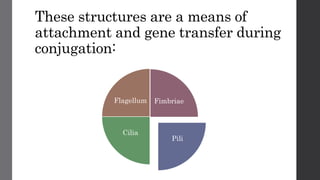 These structures are a means of
attachment and gene transfer during
conjugation:
Fimbriae
Pili
Cilia
Flagellum
 