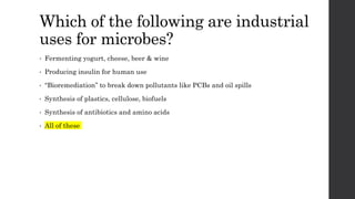 Which of the following are industrial
uses for microbes?
• Fermenting yogurt, cheese, beer & wine
• Producing insulin for human use
• “Bioremediation” to break down pollutants like PCBs and oil spills
• Synthesis of plastics, cellulose, biofuels
• Synthesis of antibiotics and amino acids
• All of these
 