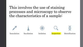 This involves the use of staining
processes and microscopy to observe
the characteristics of a sample:
Inoculation Incubation Isolation Inspection Identification
 